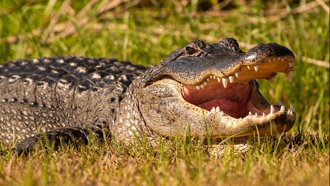 Alligator in the wild
